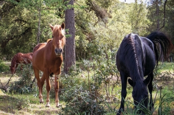 MOSTRA CAVALLO SARCIDANO